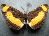 Pantoporia consimilis consimilis - Adult